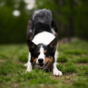 Agility