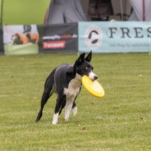 Dog Frisbee, Dog Disc, Canine Disc