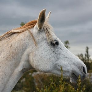 Horseball
