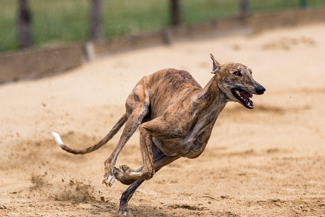Hunderennen