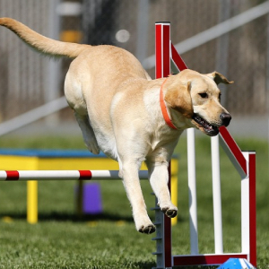 Rally Obedience